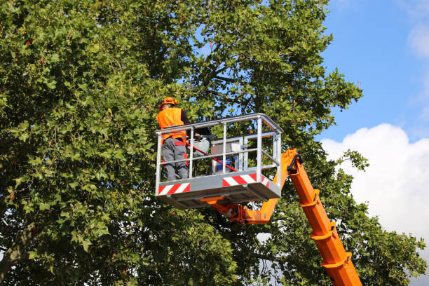 Best Aeration Services  in Rehobeth, AL