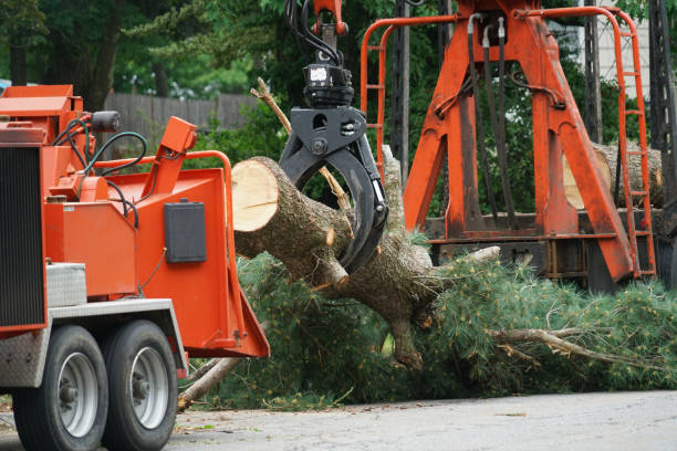 Best Leaf Removal  in Rehobeth, AL