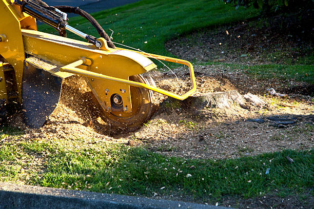 Best Fruit Tree Pruning  in Rehobeth, AL